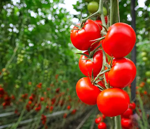 Cluster of ripe red tomatoes on the vine in a greenhouse.

