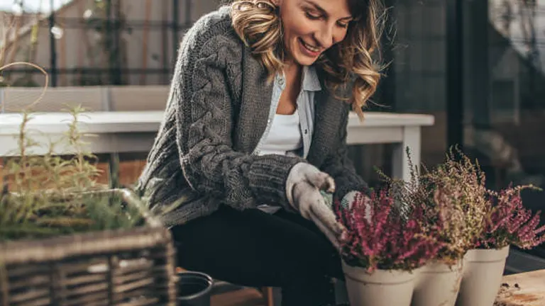 A joyful woman wearing a chunky knit cardigan and gloves is potting purple heather plants on a table, surrounded by various potted plants.