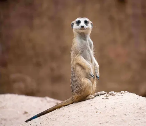 “A meerkat standing upright on a sandy ground, attentively looking forward with a blurred brown background.”