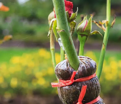 Close-up of a grafted rose stem with budding roses, secured with red tape, in a garden.