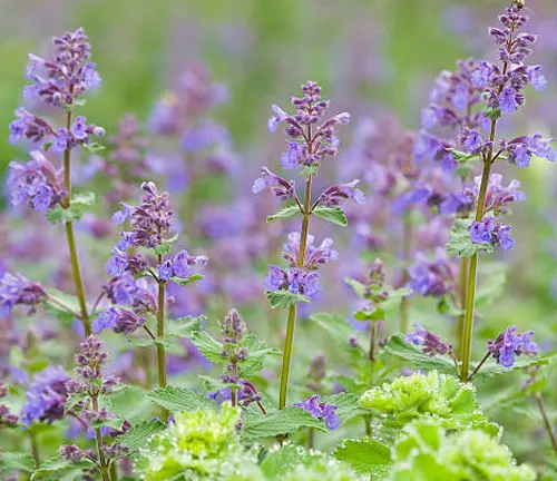 Delicate purple Nepeta, also known as catmint, flowers standing tall with a soft focus on the lush green foliage in the background.