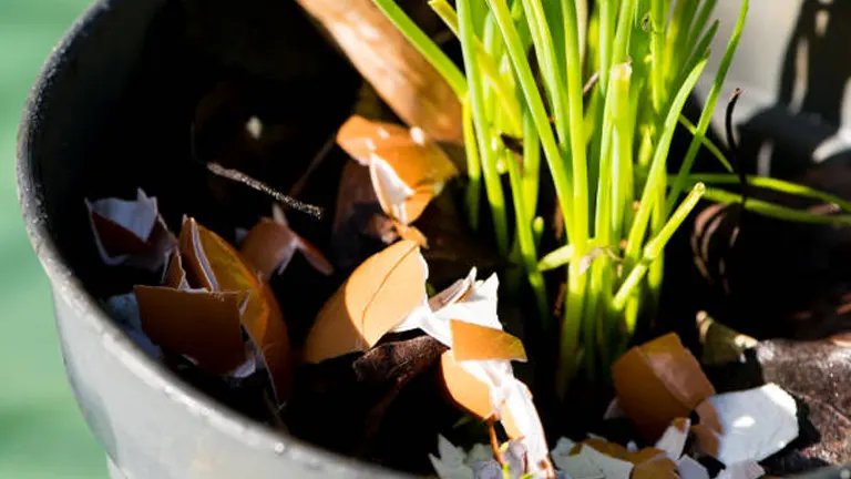 A close-up image of a potted plant with vibrant green shoots emerging from a soil bed sprinkled with cracked eggshells, symbolizing growth and nourishment.
