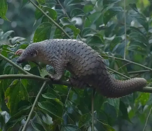 A Sunda Pangolin munching on leaves while perched on a tree branch.