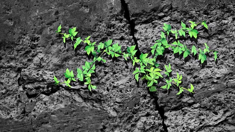 Young green plants sprouting through a crack in a dry, dark rocky surface, symbolizing resilience and growth in harsh conditions.