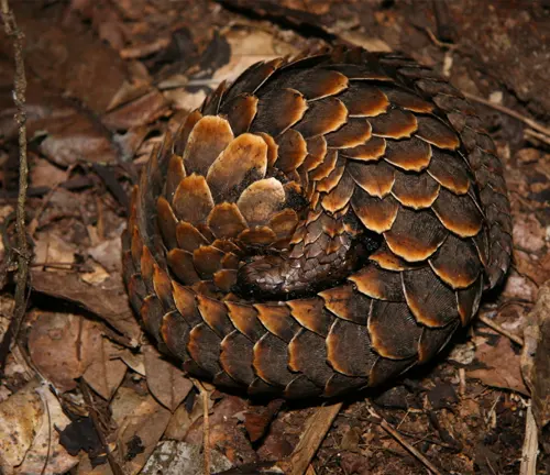 A Black-bellied Pangolin in its natural habitat, showcasing its unique appearance and behavior.