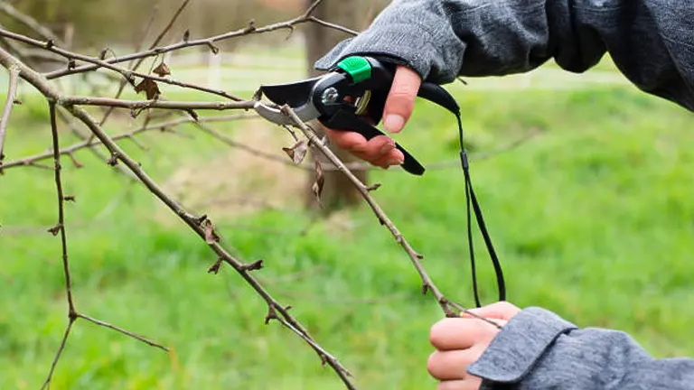 Close-up of hands using a pair of ergonomic bypass pruners to trim bare branches from a shrub in a garden with a green, natural background.