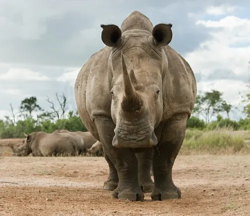 White Rhinoceros: A large, herbivorous mammal with a thick, grayish-white skin and two horns on its snout.