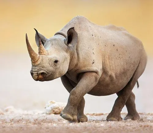 A Black Rhinoceros strolls across a dusty field, showcasing its majestic presence in its natural habitat.