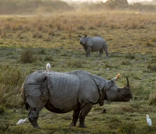 A majestic Indian Rhinoceros stands in the grass, accompanied by two birds, creating a harmonious scene of wildlife.