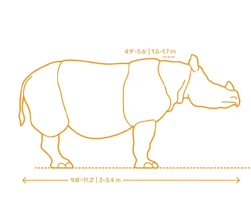 Diagram comparing the size and weight of a Javan Rhinoceros, highlighting its massive proportions.