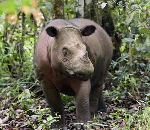 A Sumatran Rhinoceros strolling amidst the jungle.