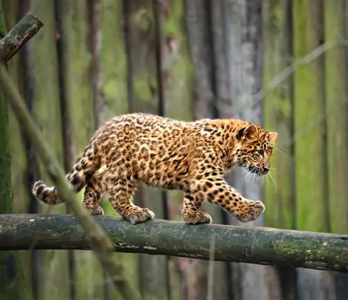 A stunning Amur leopard gracefully crossing a wooden branch, displaying its elegance.