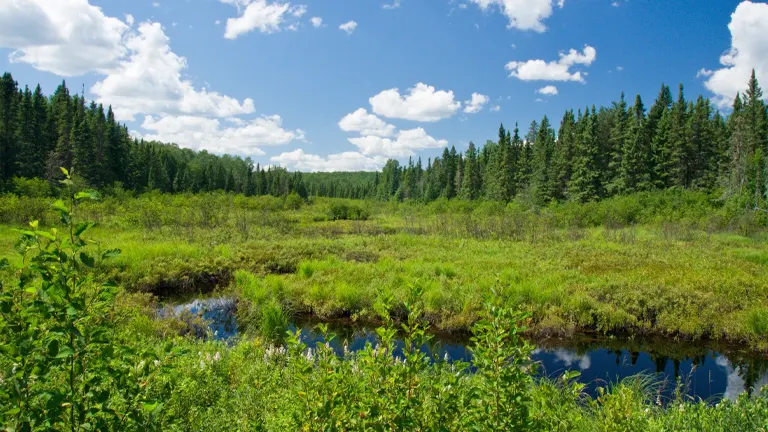 Sunny wetland landscape with vibrant green foliage, a reflective stream, and coniferous forest under a blue sky with fluffy clouds.
