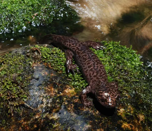 A brown and black spotted salamander resting on a moss-covered rock beside a small stream of clear water.