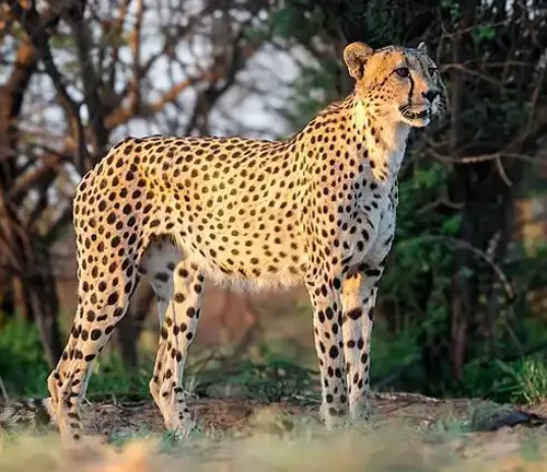 A Southeast African Cheetah standing gracefully in the grass near trees, showcasing its majestic presence in the wild.