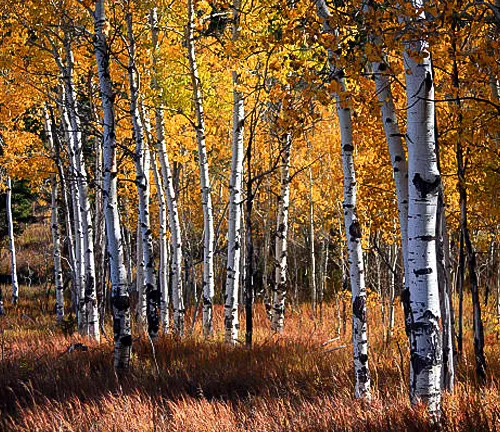 Autumnal scene with tall birch trees displaying vibrant yellow leaves amidst a forest floor covered in dry, golden-brown grass.