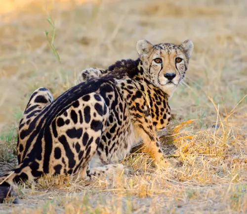 Majestic "King Cheetah" sitting gracefully on the ground, exuding regal elegance.