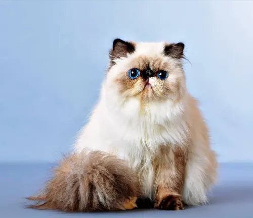 A Persian cat with blue eyes sitting on a blue background.