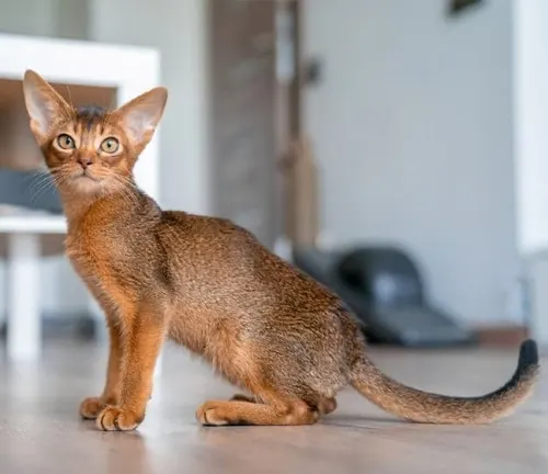 An Abyssinian cat sitting gracefully on the floor, showcasing its elegant and distinctive Oriental features.