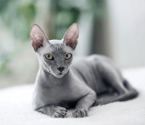  A hairless Sphynx cat peacefully rests on a bed, showcasing its unique and distinctive appearance.