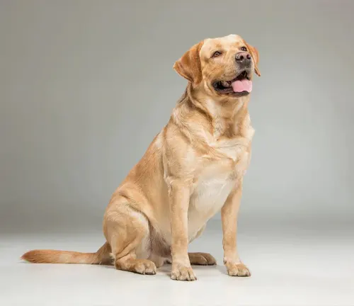 Labrador Retrievers Dog