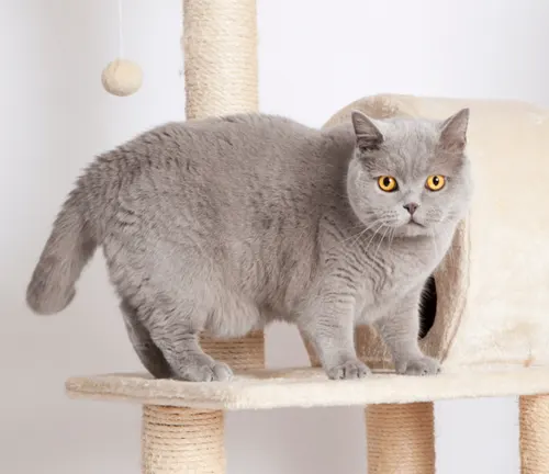 A British Shorthair cat standing on a scratching post.