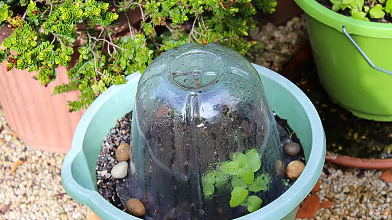 A young plant covered with a dew-covered clear plastic humidity dome, situated in a green garden pot surrounded by pebbles, with other potted plants nearby.