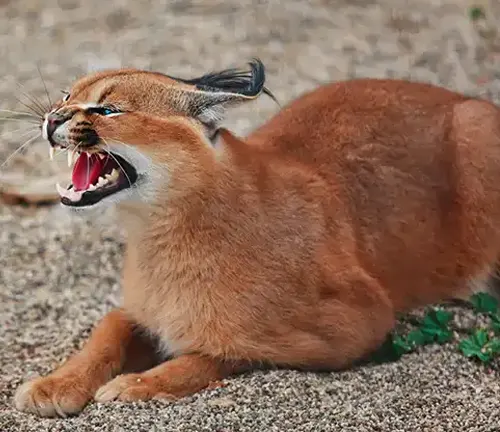 A close-up photo of a caracal, a medium-sized wild cat with tufted ears and a reddish-brown coat, standing alertly in the grass.