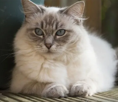 A Ragdoll cat peacefully rests on a wooden deck, showcasing its pristine white fur.
