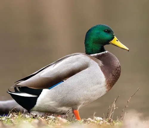 A close-up photo of a Mallard Duck swimming in a pond, with its vibrant green head and brown feathers.
