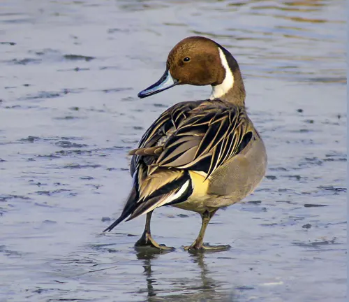 Photograph of a blue-winged teal by Jimmy Kirk, also known as a Northern Pintail.