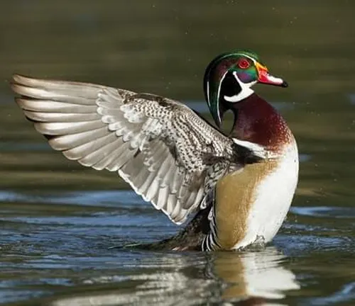 A close-up photo of a colorful Wood Duck with a green head, red eyes, and a brown body swimming in a calm pond.