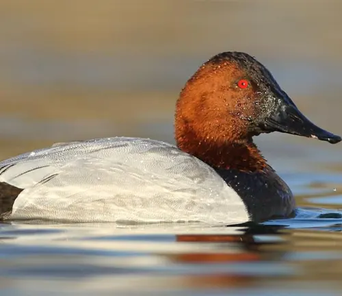 A Canvasback Duck with red head swimming gracefully in the water.