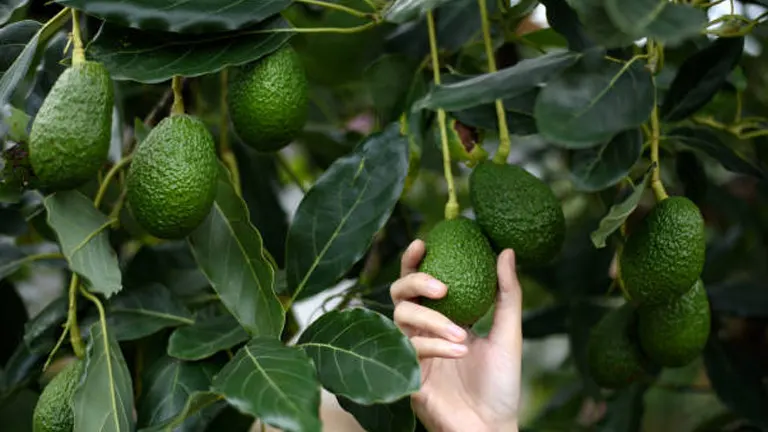 A hand gently cradles a ripe avocado among a cluster of avocados hanging from a lush tree, with dark green leaves all around.