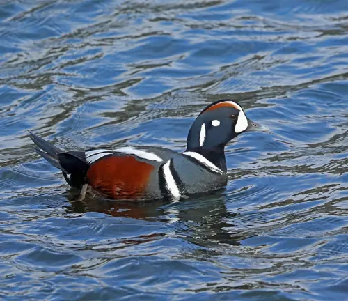 A Harlequin Duck with a black and white head and a white beak swimming gracefully in the water.