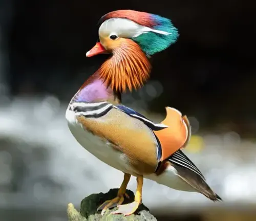 Colorful mandarin duck swimming gracefully in the water.