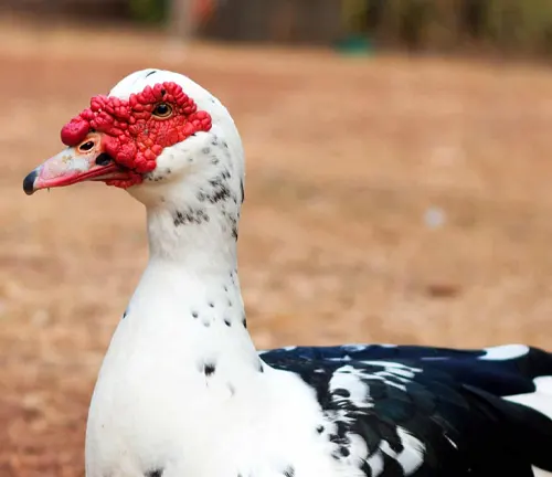 A striking Muscovy Duck with black and white plumage and a red beak