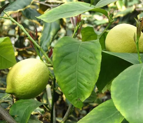 S-pone Store Lemon Tree Seeds