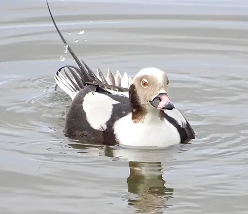 A "Long-tailed Duck" with a lengthy beak gracefully glides through the water.
