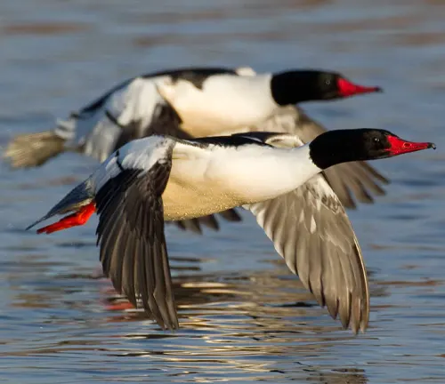 Pair of Common Merganser Ducks soaring above water.