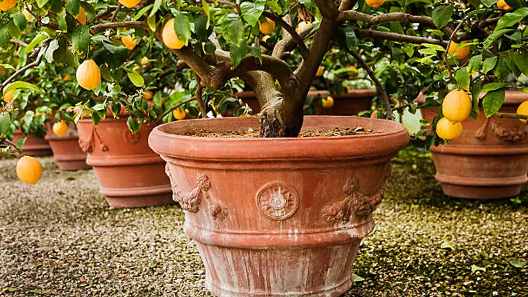 A mature lemon tree with ripe lemons growing in a decorative terracotta pot, situated on a gravel surface with other potted lemon trees in the background.