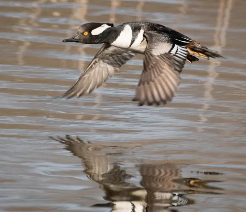 A Hooded Merganser Duck flying gracefully over water, casting a beautiful reflection.