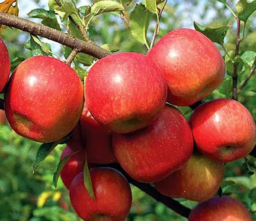 Close-up of a cluster of ripe, red apples hanging from a branch, with green leaves in the background.