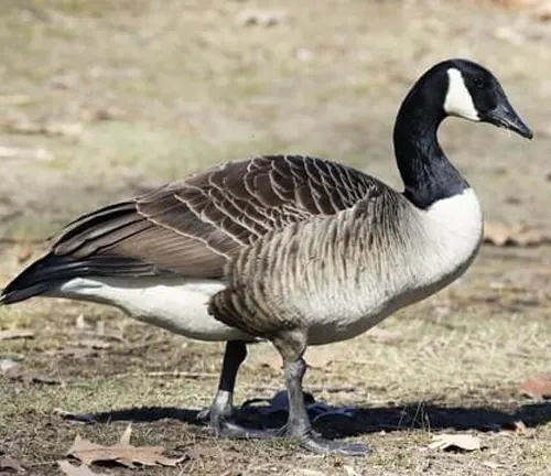 A Canada Goose standing in grass.