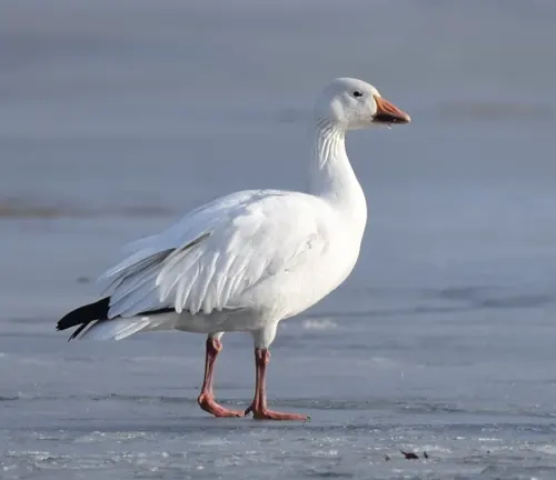 Snow Goose with black-tipped wings in winter landscape.