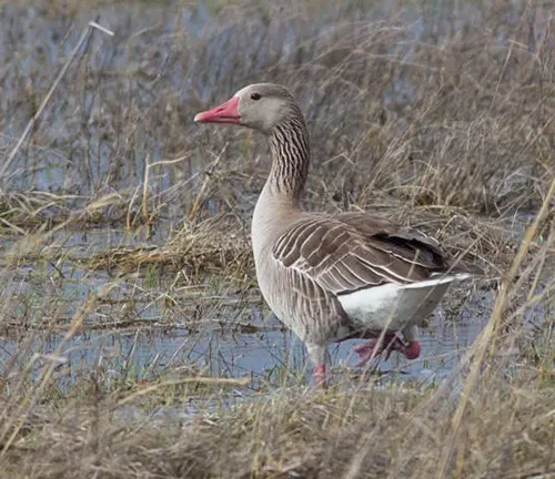 Greylag Goose walking through marsh grass.