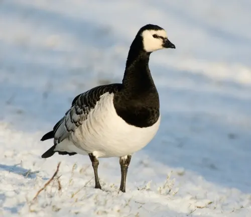 A Barnacle Goose standing on a grassy field, with black and white feathers, orange legs, and a black beak.