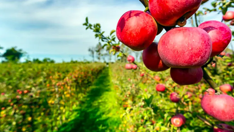 A vibrant image showcasing a cluster of bright red apples on a branch in focus, with an apple orchard stretching into the distance under a blue sky.