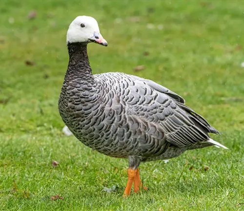 Emperor Goose standing on grass in field.