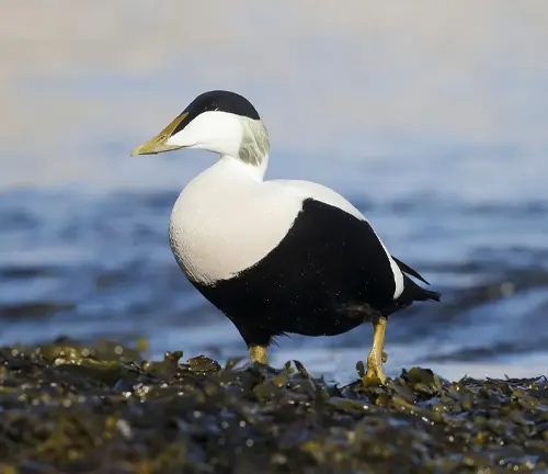  A black and white duck, a Common Eider, standing on the shore